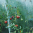 tomato-1180852_960_720 - Жизнь района